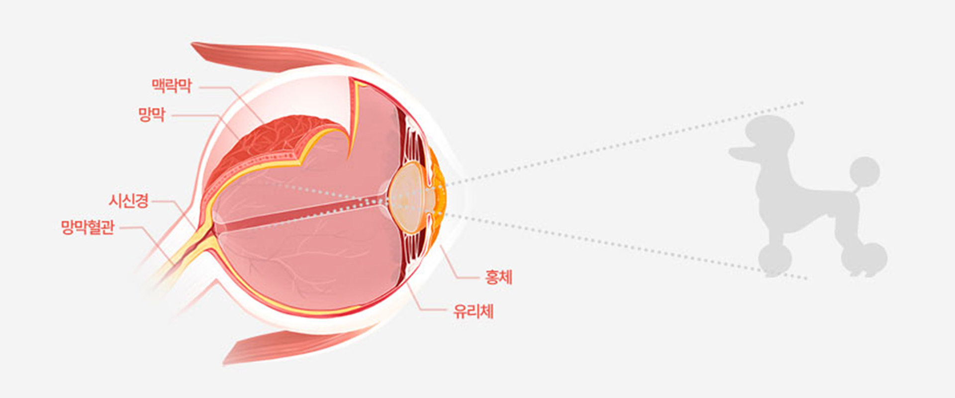 안구 구조