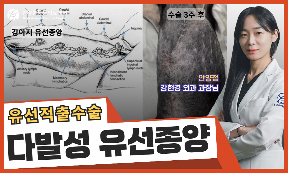 강아지 다발성 유선종양 수술 케이스 - 안양본동물의료센터