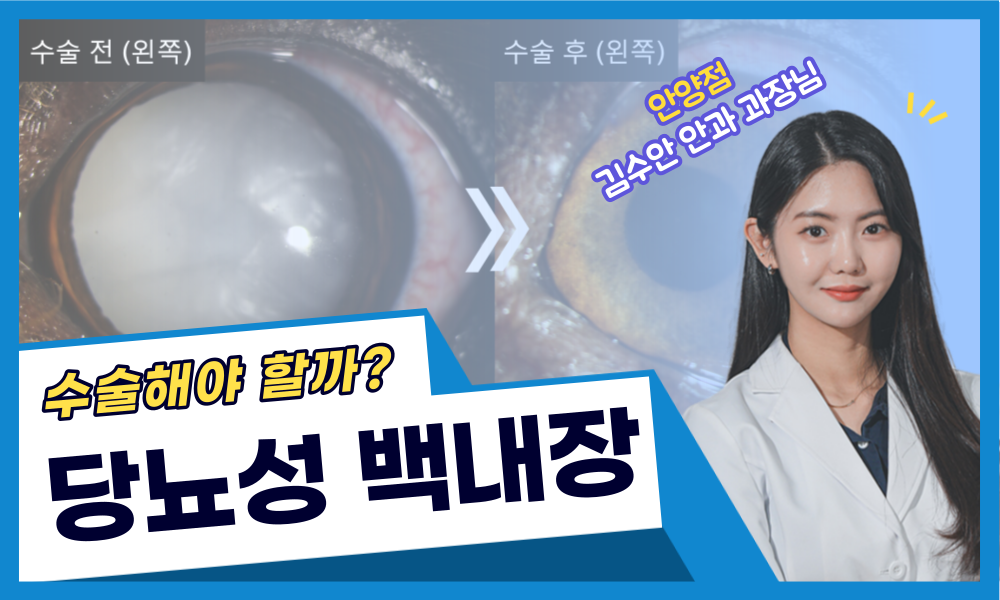 강아지당뇨성백내장수술