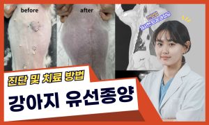 강아지 유선종양 치료 케이스