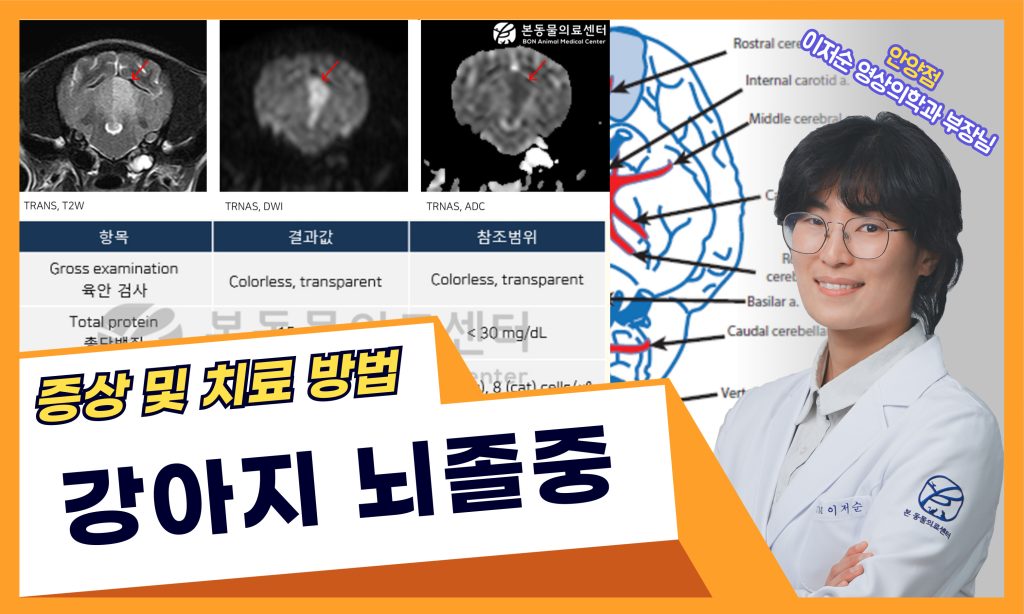 강아지 뇌졸중 치료 케이스