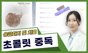 강아지 초콜릿 중독 치료 케이스