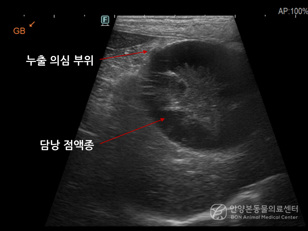강아지 담낭파열 복부 장기 및 담낭 상태 확인을 위한 복부 초음파 검사 결과, 담낭 점액종, 담낭 염증 확인