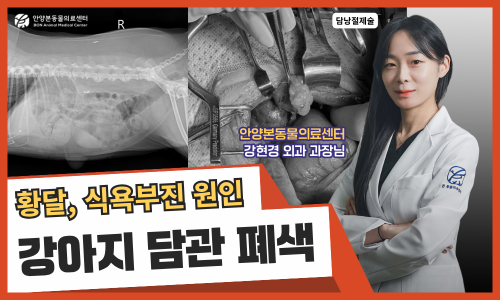 강아지 담관폐색 수술, 치료 케이스